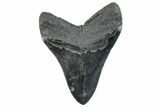 Serrated, Fossil Megalodon Tooth - South Carolina #289335-2